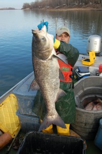 A U.S. Geological Survey worker hold up a Bighead Carp, one of the species of Asian carp invading the Illinois waterways (Photo: U.S. Geological Survey).