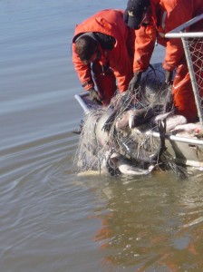 U.S. Geological Survey workers lift a net full of mainly Asian Carp out of the Illinois River.