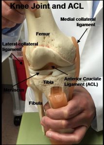 Fig. 3_Knee Joint and ACL