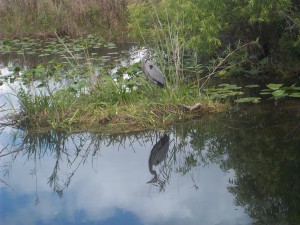A Great Blue Heron stands still on a patch of grass in the swamp (Photo by Elizabeth de Armas).