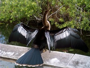 The Anhinga bird drying out its feathers along the Anhinga Trail (Photo by Elizabeth de Armas).