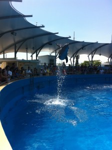 Seaquarium has four different dolphin shows each day (Photo by Brandon Lumish).