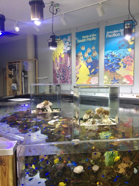 The Sea Lab exhibit at the Miami Science Museum teaches visitors about alternate energy sources and marine life (Photo by Vanessa Ramos).