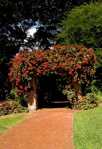 Flowers cover the gazebo at the Fairchild Tropical Botanic Garden (Photo by Elizabeth de Armas).