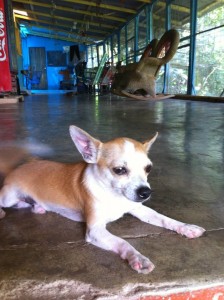 Oso hangs out in the screened porch of the author's home-stay in Quepos, Costa Rica (Photo by Morgan Coleman).