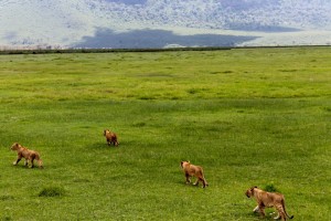 Several lion cubs romp around in the open plains of Tanzania's Ngorongoro Crater (Photo by Cody Emberton).