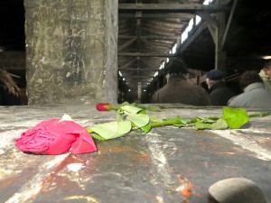 A flattened rose left by an anonymous visitor rests on one of the empty bunks in the barracks at Birkenau camp (Photo by Samantha Lucci).