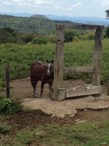 Horse at Rincon de la Vieja National Park (Photo by Stephanie Parra),