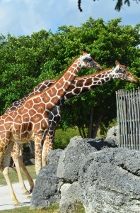 Giraffes on exhibit at Zoo Miami (Staff photos).