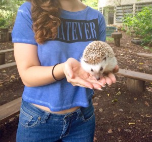 Leonardo da Pinchy, a hedgehog, was very light and curiously sniffed at the writer's hands that held him. (staff photo)