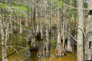 Cypress trees in the Big Cypress National Preserve west of Miami (Staff photo). 