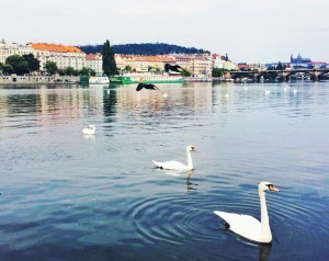 Swans and birds fly along the Danube in the early afternoon. The river is a popular hangout spot for locals before dinnertime.