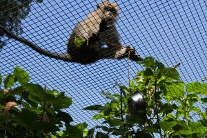 Java monkey dropping down food bowl (Photo by Siyuan Tong).