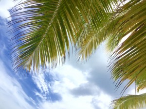 Sky and palm tress (Photo by Maria Hernandez)
