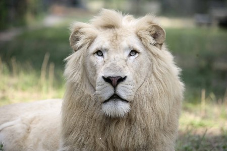 A white lion at Jungle Island (Photo courtesy of Jungle Island ...